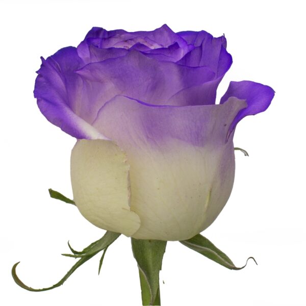 PurpleRain-SpecialRoses-Hispanoroses-800x800-A