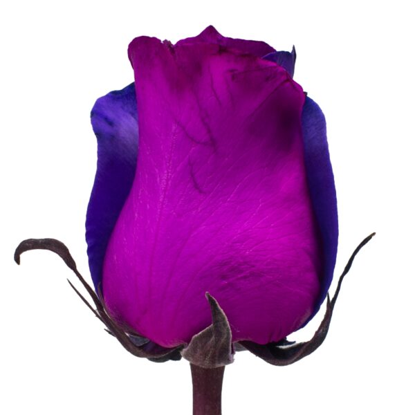 Rakia-SpecialRoses-Hispanoroses-800x800-A