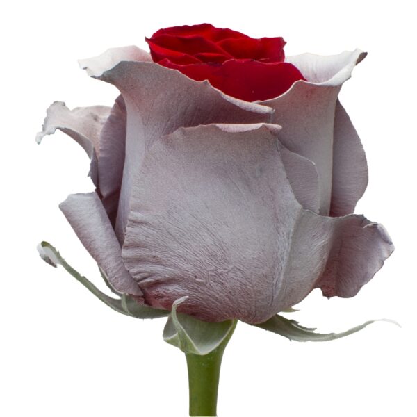 SnowFrost-SpecialRoses-Hispanoroses-800x800-A