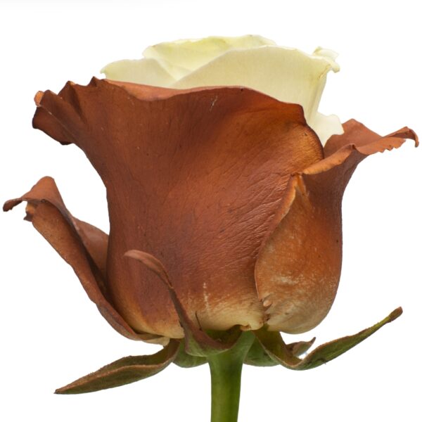 Tiramisu-SpecialRoses-Hispanoroses-800x800-A