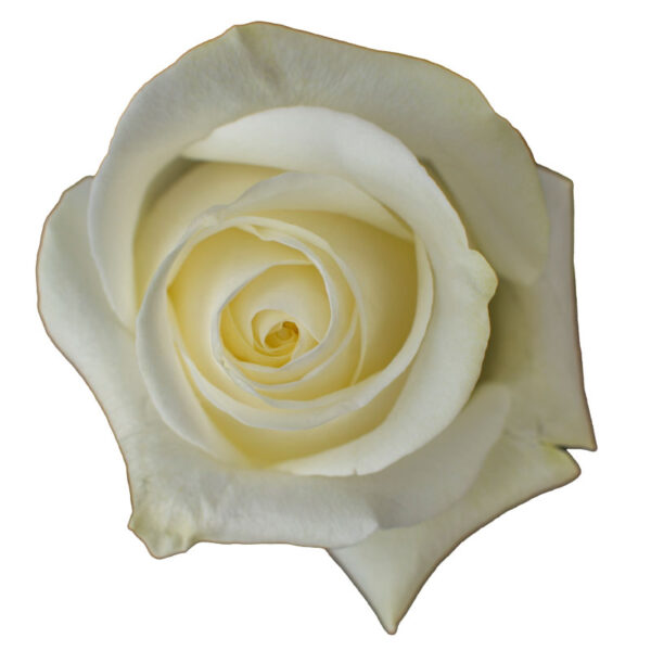 PolarStar-WhiteRoses-Hispanoroses-800x800-A